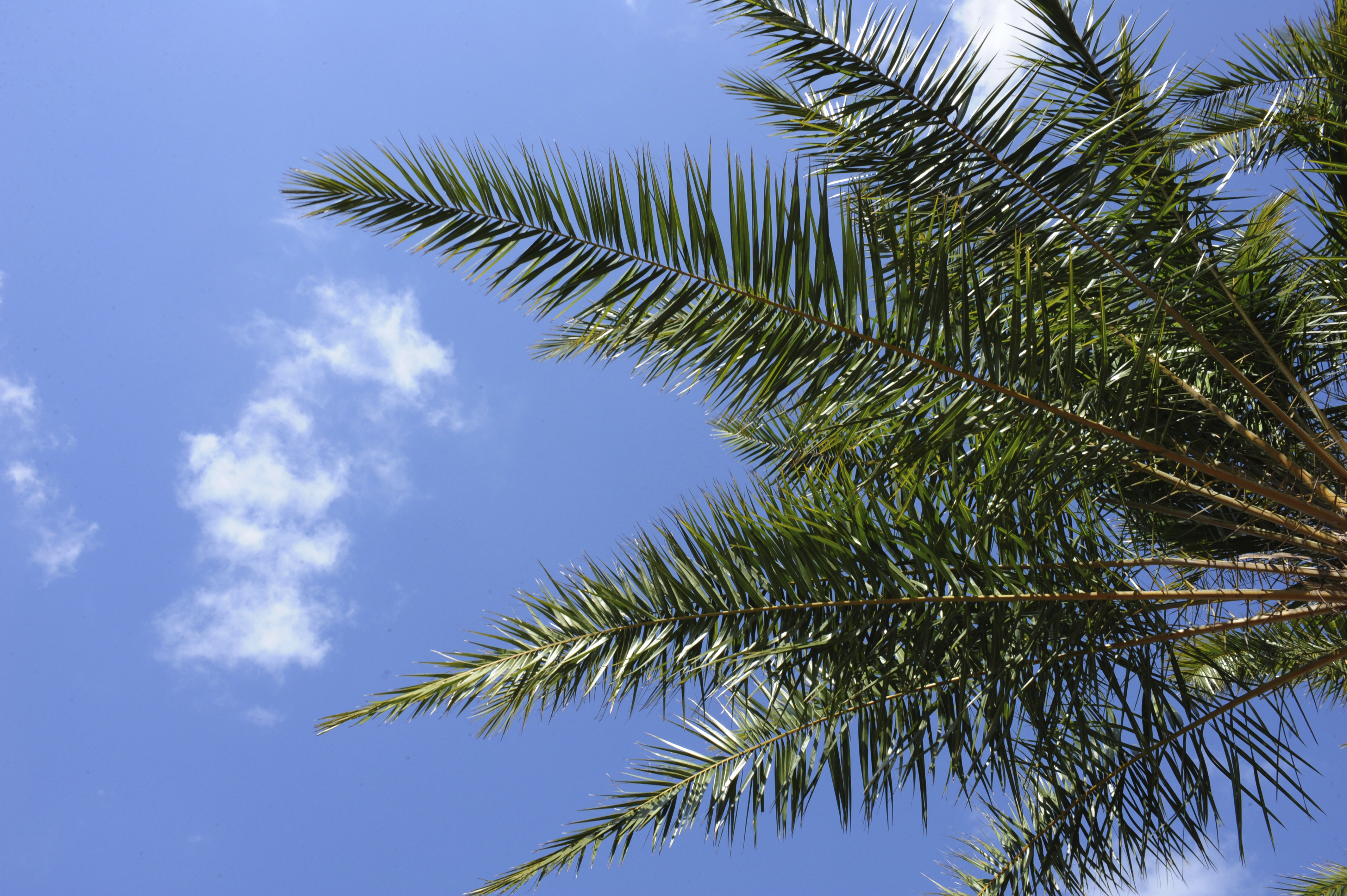Looking up at a palm tree and blue sky