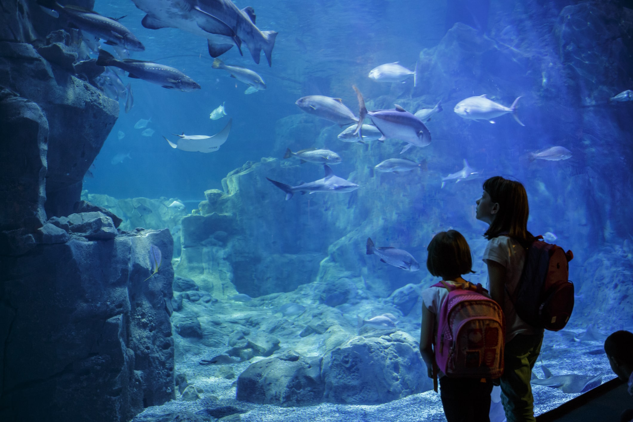 Children observing sealife at an aquarium.