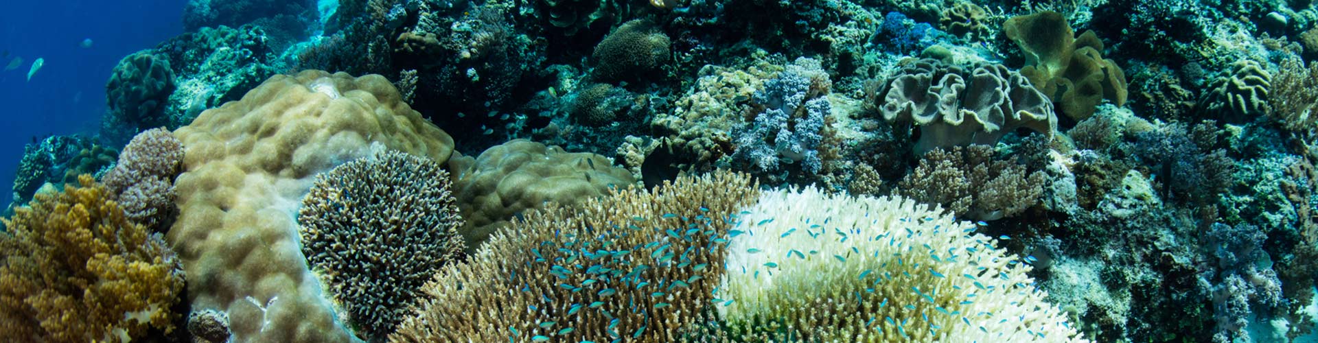 Coral life under the sea.