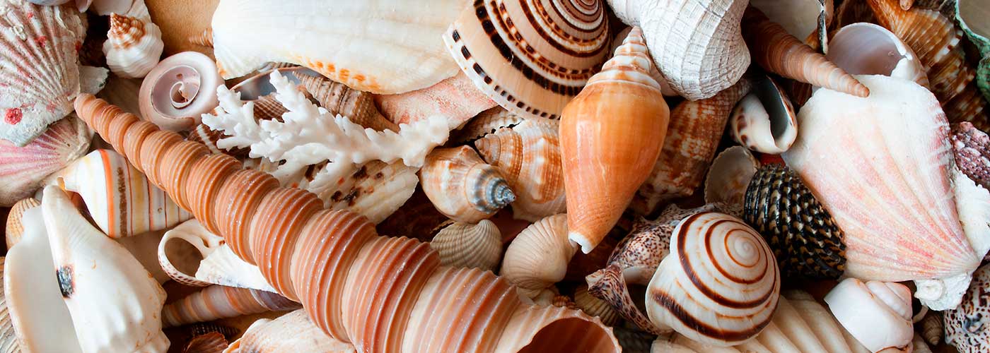 Shell Collection