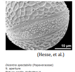 aperture membrane ornamentation