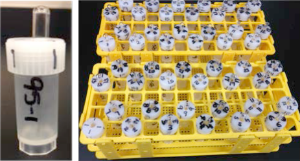 figure 1: left: example of numbered tube; right: test tube rack set up
