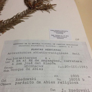 figure 2: herbarium sheet