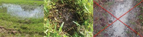 figure 3: examples of ideal collection sites and a sandy soil site