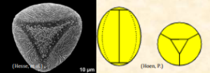 parasyncolpate