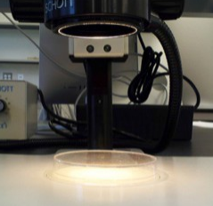 figure 5: petri dish on dissecting scope stage