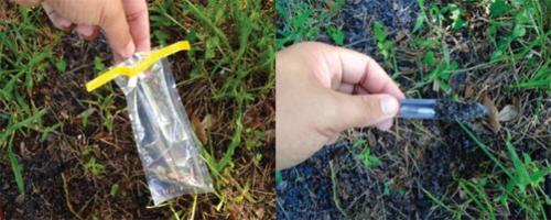 figure 2: scoopula in use