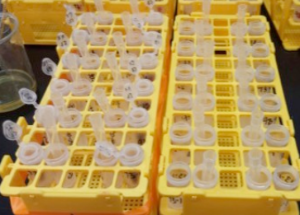 figure 2: test tube rack setup with clean pipette tips
