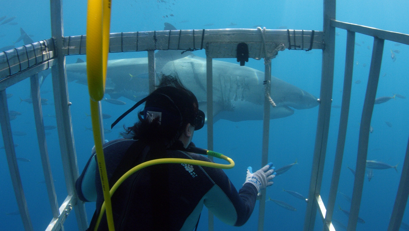 Someone in a shark cage