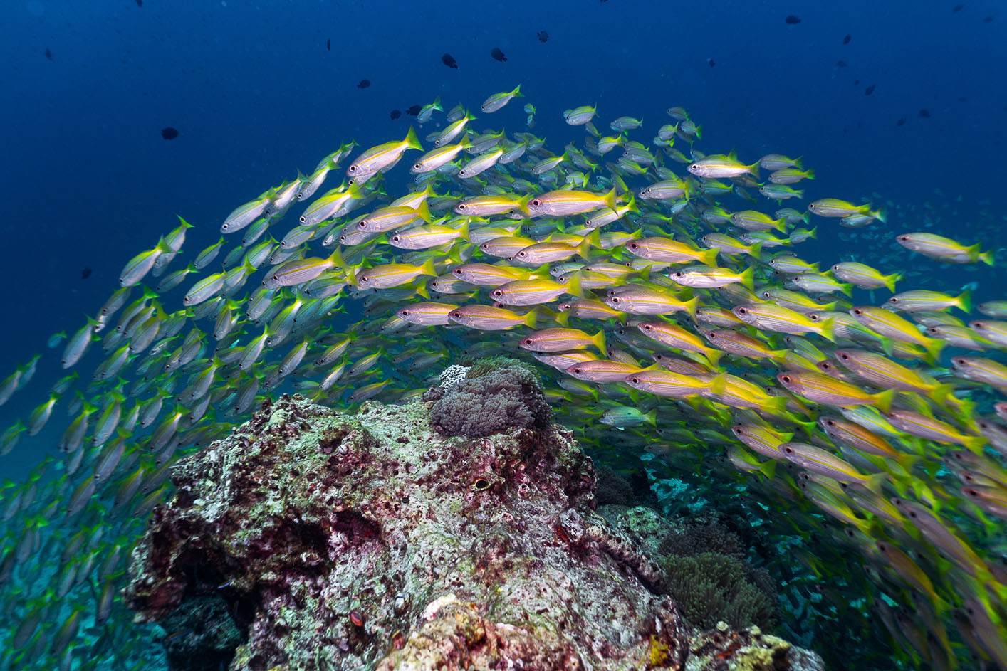 school of fish