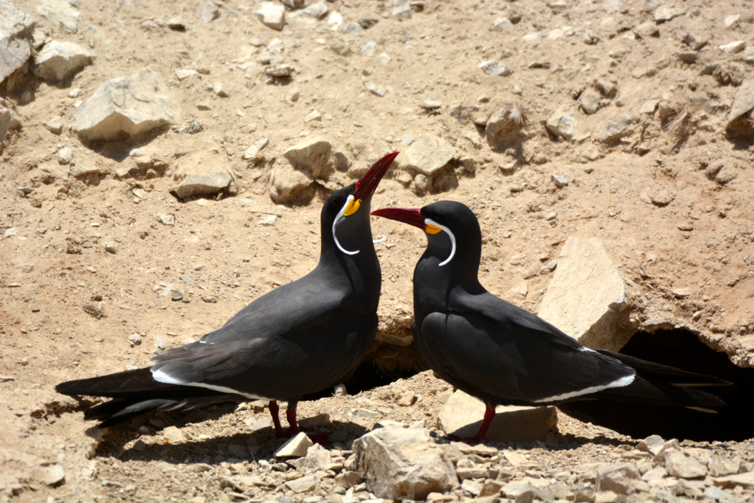Inca terns