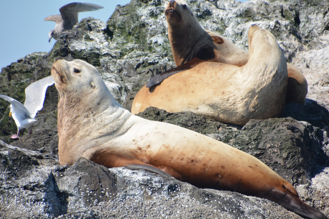 Steller sea lions giving us the side eye at Whale Rocks.