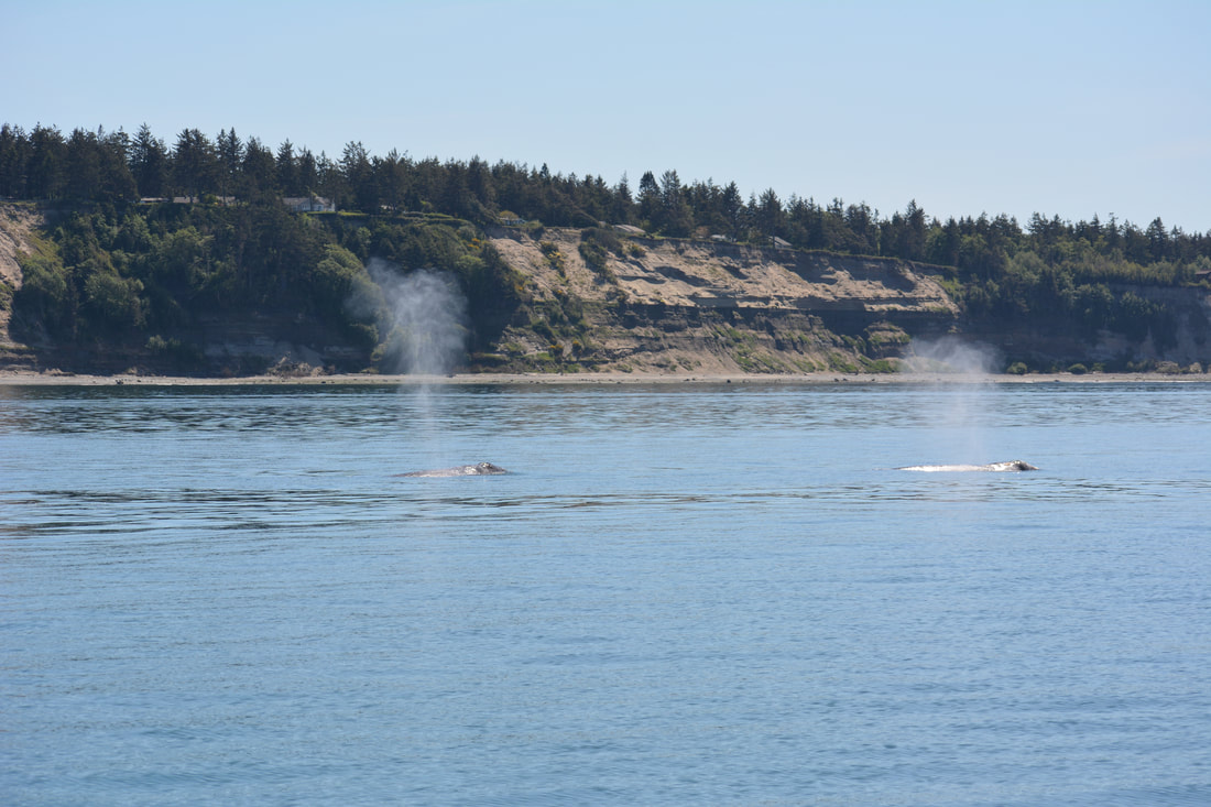 Marine Mammal Summer Field Course: Day 1 - A pair of gray whales we saw getting their grub on in the San Juan Islands.