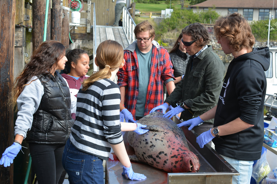 Checking out a harbor seal just before a necropsy demonstration, courtesy of @thewhalemuseum and @seadocsociety (Photos taken under NMFS Permit 18786-02)