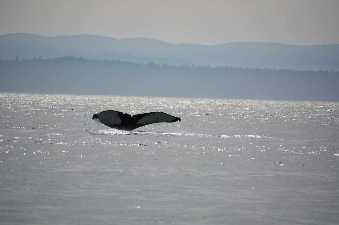 Guess who found a humpback during our harbor seal surveys today? (It was us. We found it.)
