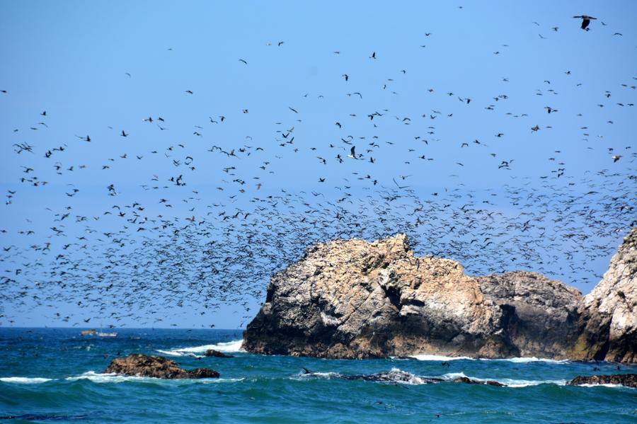 Guano birds leaving to forage