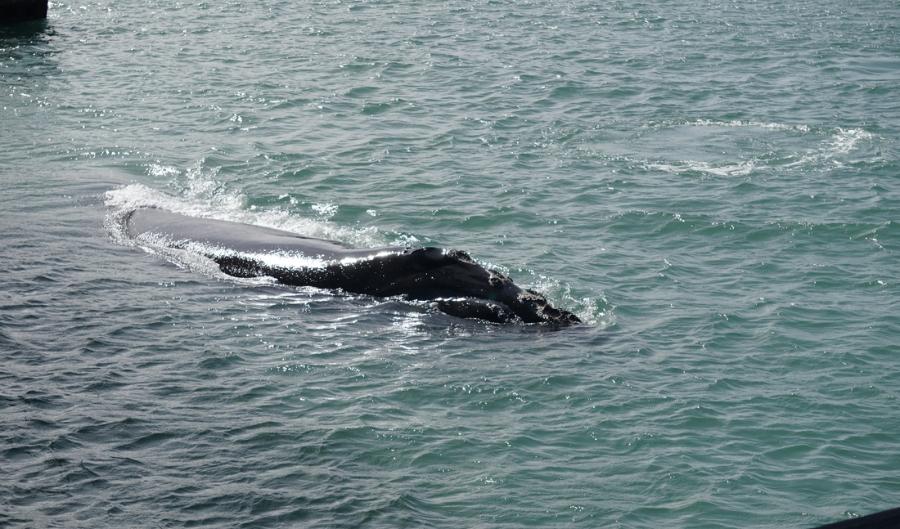 Right whale, Sebastian Inlet, FL.