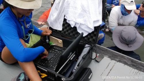 assessing dolphin health with an ultrasound machine