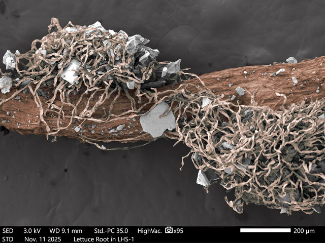 Lettuce-Root (Lactuca-sativa) grown in Lunar Highland Simulant