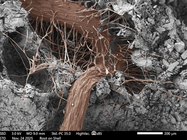 Lettuce-Root (Lactuca-sativa) grown in Lunar Highland Simulant