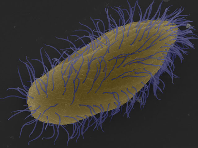 Tetrahymena-Thermophila