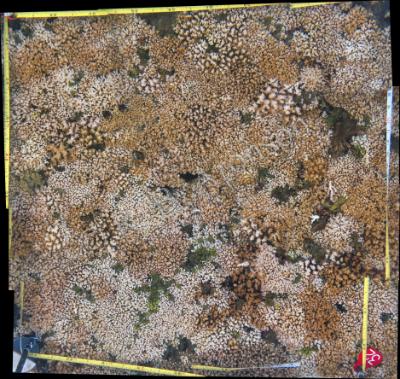Computer-generated photo-mosaic of a 1-m2 quadrat on a coral reef in Pacific Panama, showing colonies of Pocillopora damicornis. Healthy, brown colonies and pale, bleached colonies are intermixed. We use image analysis to estimate coral cover and the health of the coral populations.