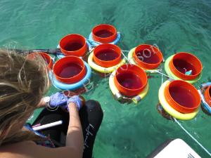 Colonies of Pocillopora damicornis being stained with  			a red dye for coral-growth experiments in the Gulf of Panama.