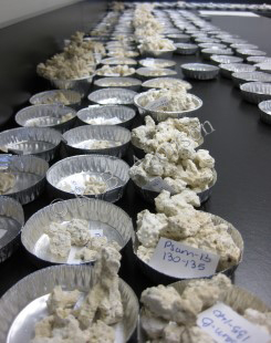 Coral fragments extracted from a core of reef framework and sorted for a geochemical analysis.