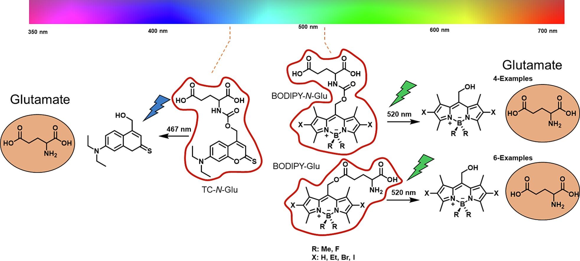 PhotoChem and PhotoBiol