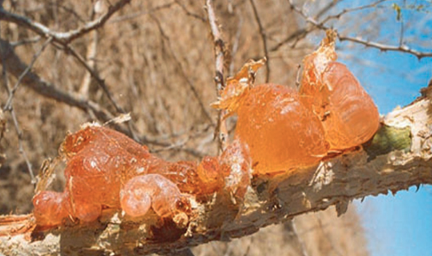 Gum Arabic photo