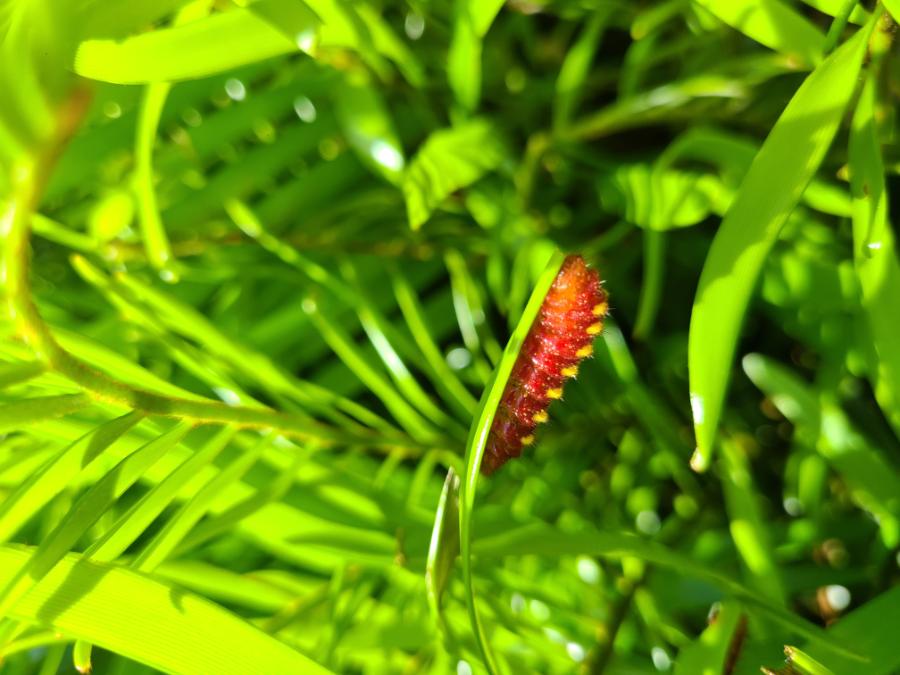 Caterpillar