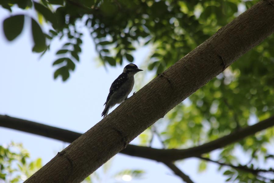 Downy Woodpecker