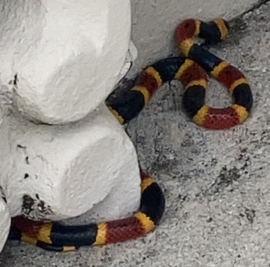 Eastern Coral Snake