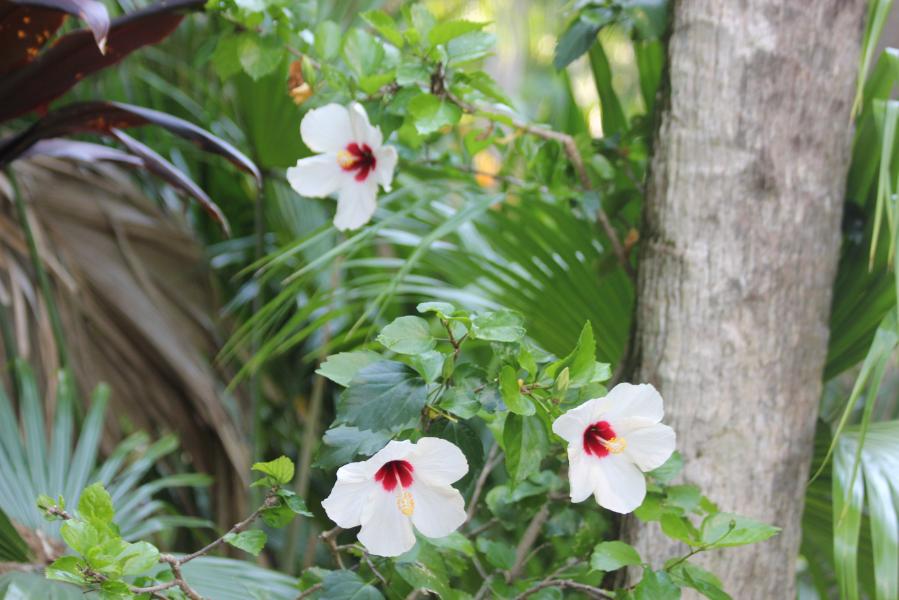 Hibiscus