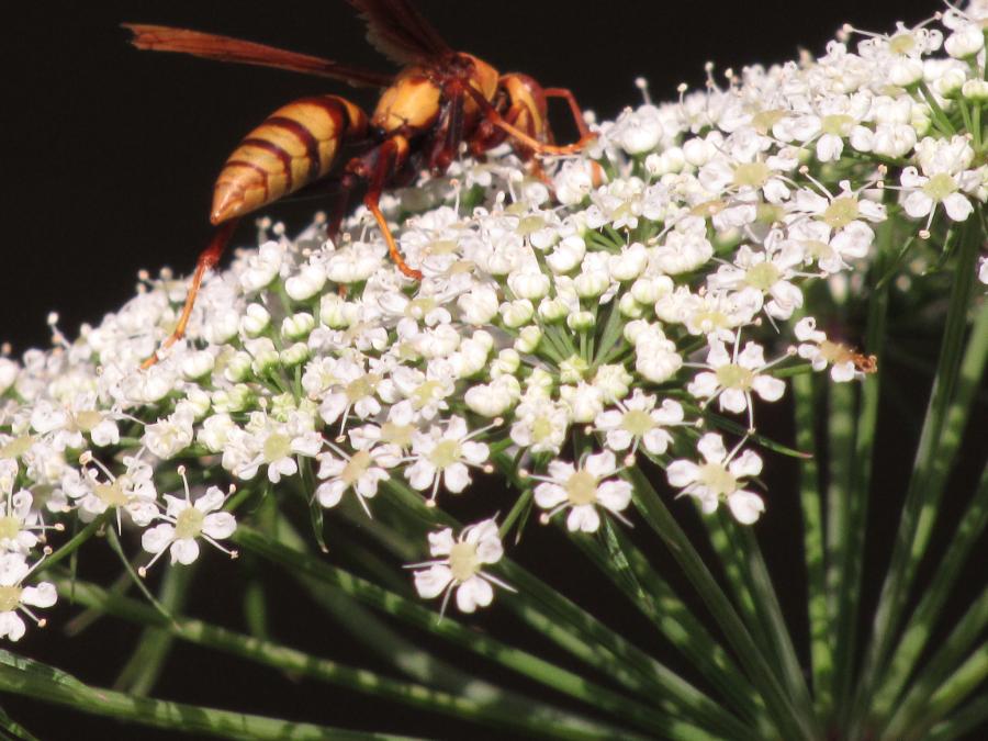 Wasp