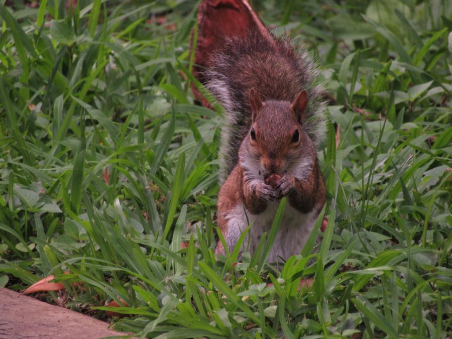 Squirrel