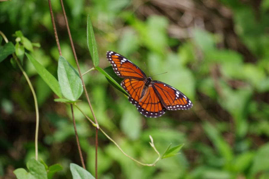 Viceroy