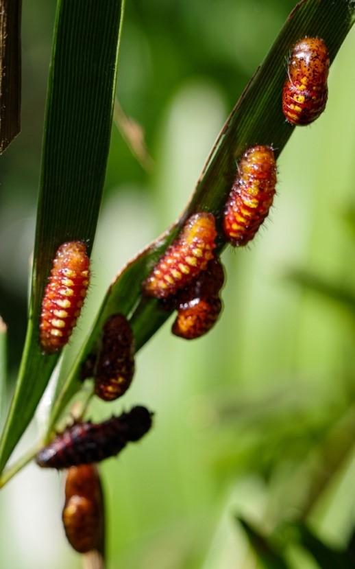 Atala Larvae