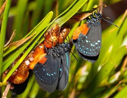 Atala