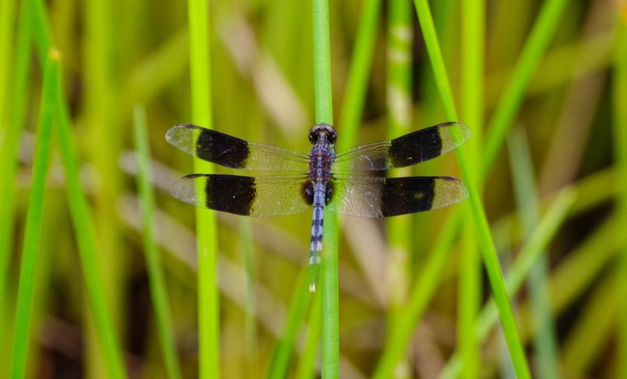 Band-winged Dragonlet