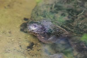 Common Snapping Turtle