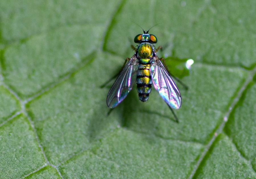 Long Legged Fly
