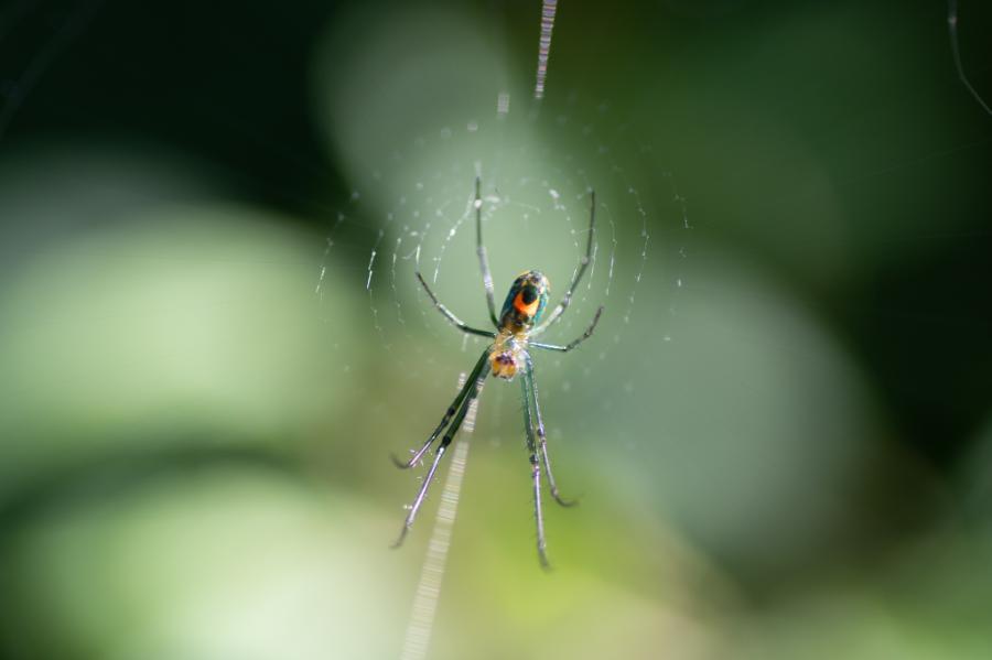 Orchard Spider