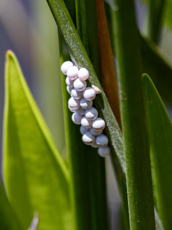 Snail eggs