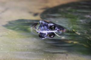 Red-eared Slider