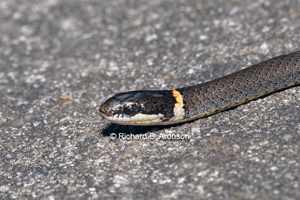 Ring-necked Snake