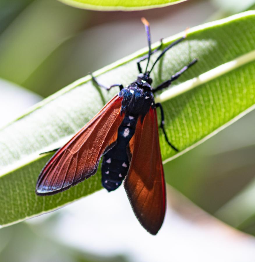 Spotted Oleander Moth